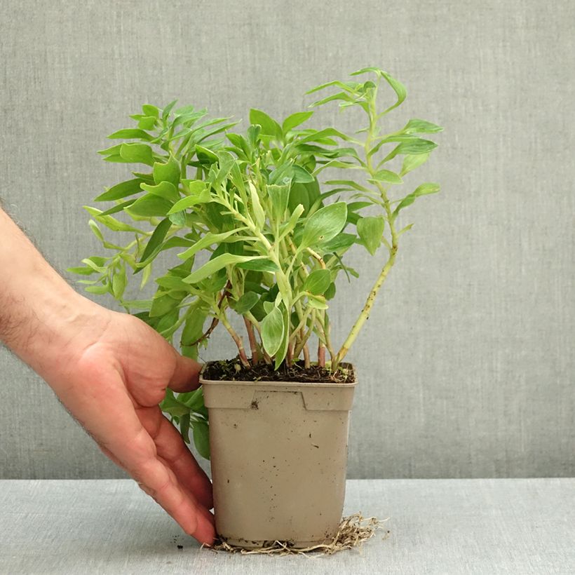 Esemplare di Alstroemeria Pitchounes Oceane Vaso da 1L/1,5L come consegnato in autunno