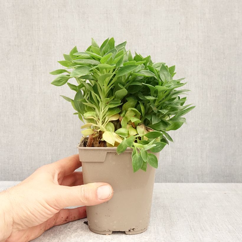 Alstroemeria Pitchounes Rosie Vaso da 1L/1,5L esemplare consegnato in primavera