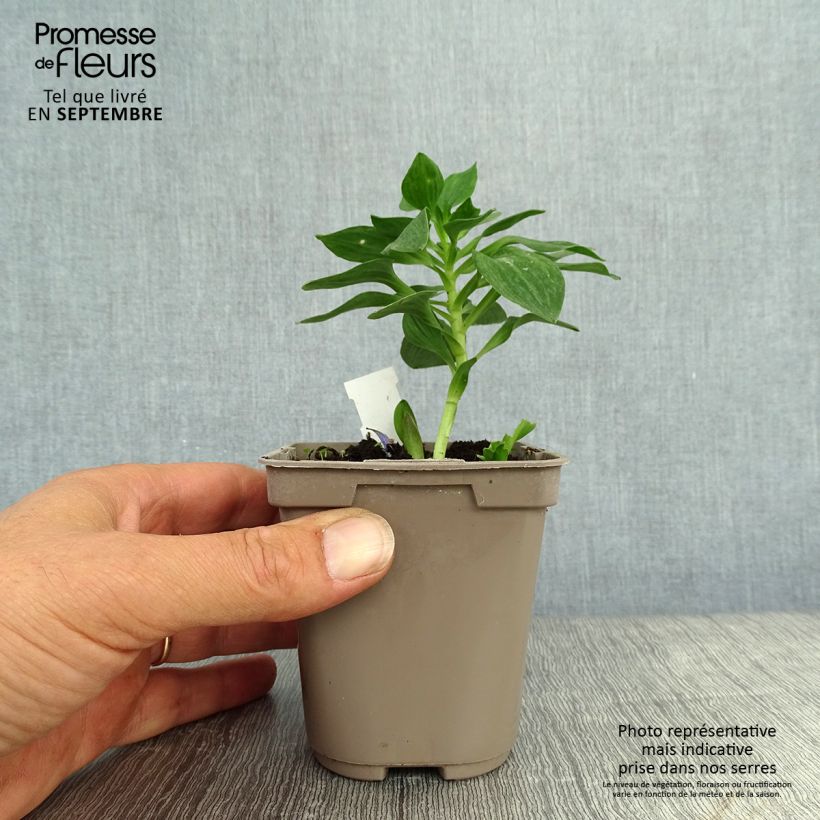 Esemplare di Alstroemeria Pitchounes Stella Vasetto da 8/9 cm come consegnato in autunno