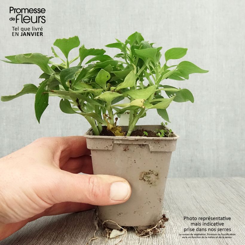 Alstroemeria Pitchounes Stella Vasetto da 8/9 cm esemplare consegnato in inverno