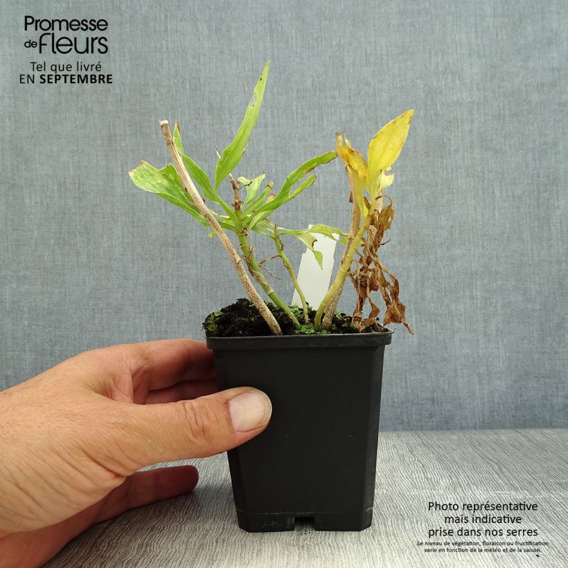 Esemplare di Alstroemeria Pitchounes Timoté Vasetto da 8/9 cm come consegnato in autunno