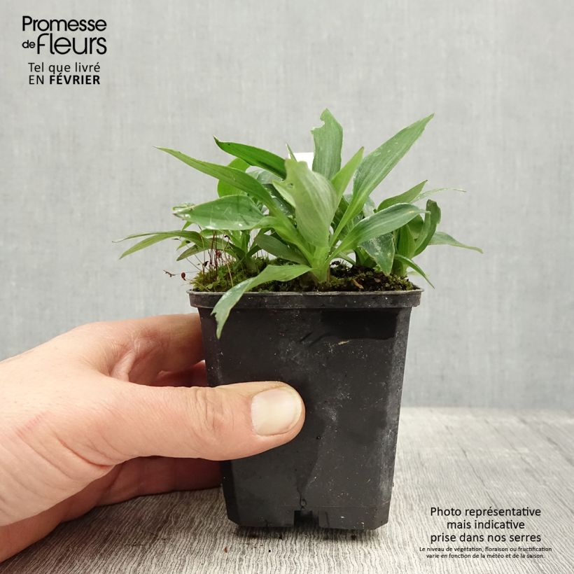 Alstroemeria Pitchounes Timoté Vasetto da 8/9 cm esemplare consegnato in inverno