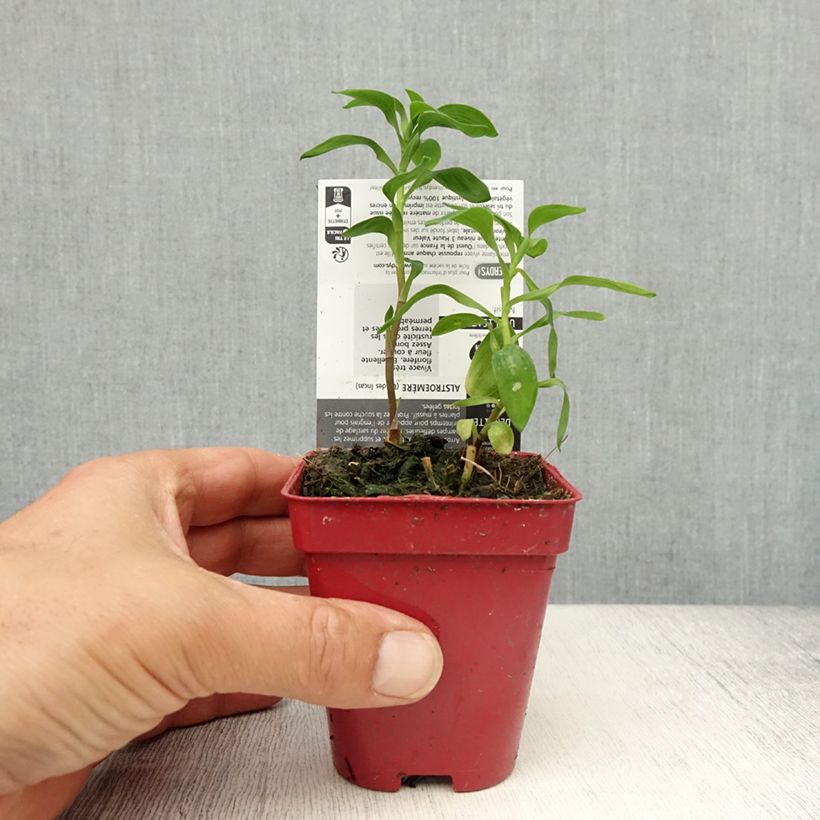 Alstroemeria aurantiaca Vasetto da 8/9 cm esemplare consegnato in primavera