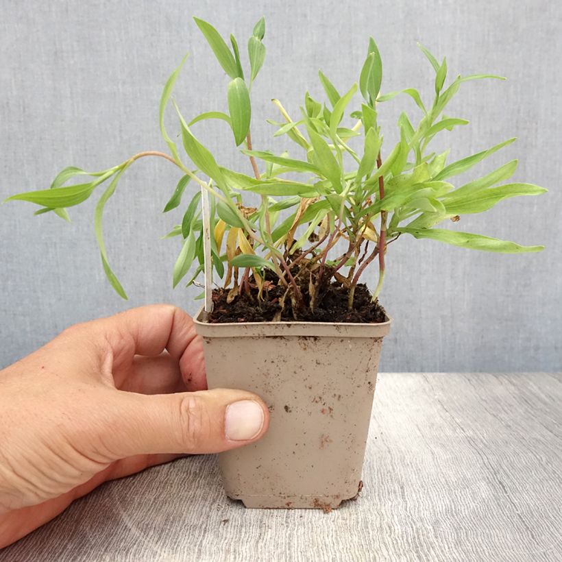 Esemplare di Alstroemeria aurantiaca Orange King Vasetto da 8/9 cm consegnato in estate
