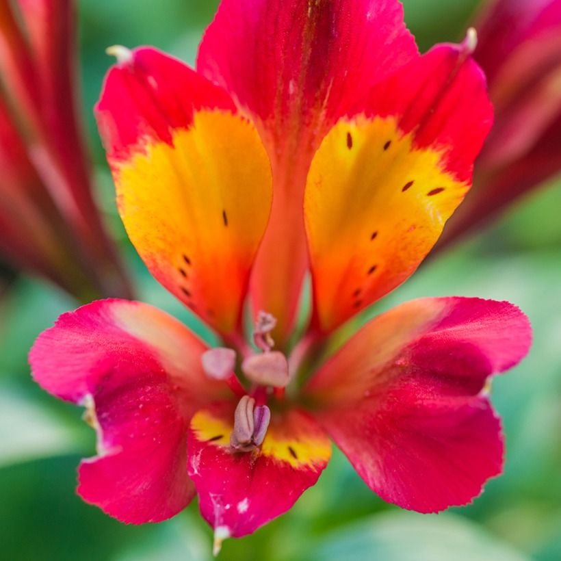 Alstroemeria Inca Pulse (Fioritura)