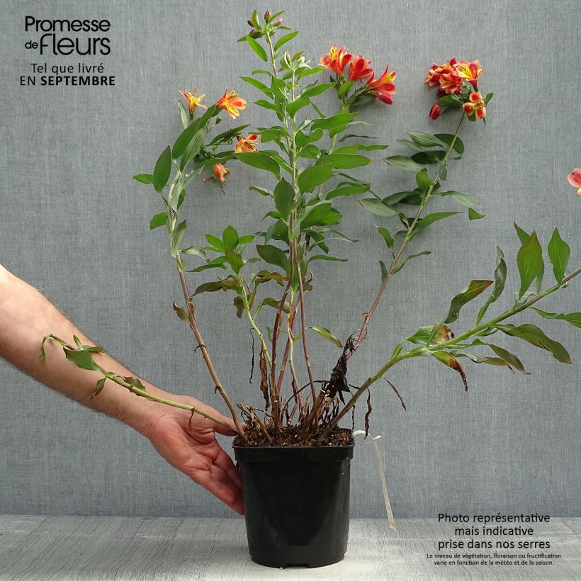 Esemplare di Alstroemeria Indian Summer Vaso da 2L/3L come consegnato in autunno
