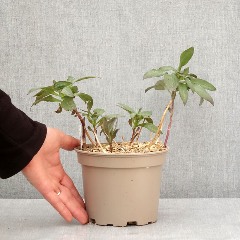 Alstroemeria Indian Summer Vaso da 2L/3L esemplare consegnato in inverno