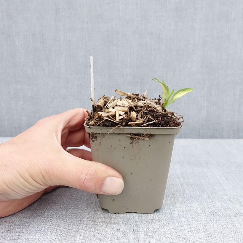 Alstroemeria Rock'n roll Vasetto da 8/9 cm esemplare consegnato in primavera