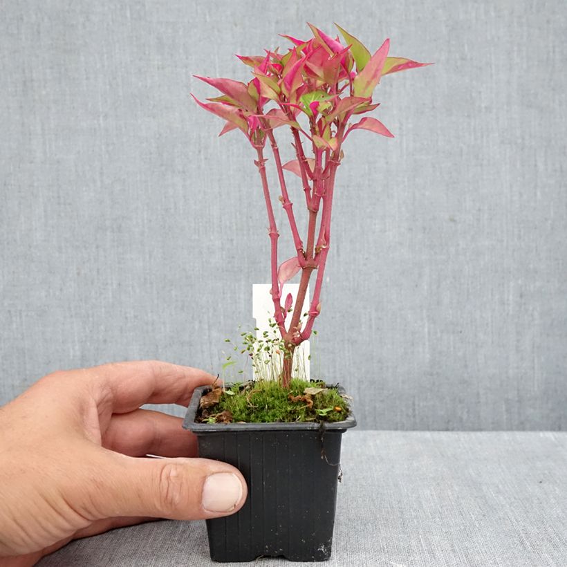 Esemplare di Alternanthera ficoidea Party Time Vasetto da 8/9 cm come consegnato in autunno