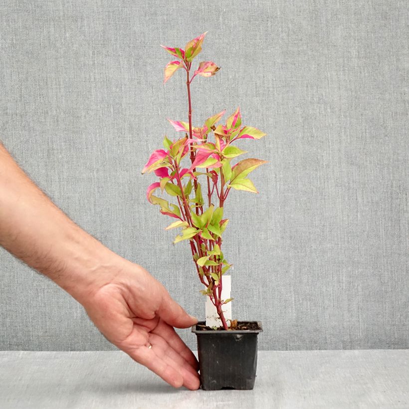 Esemplare di Alternanthera ficoidea Party Time Vasetto da 8/9 cm consegnato in estate