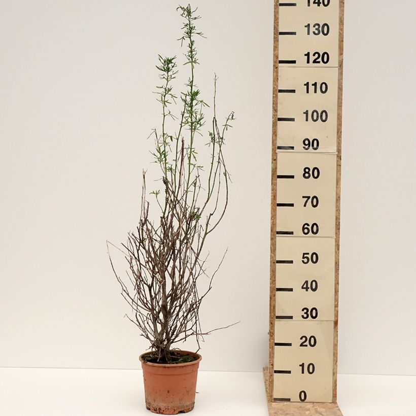 Alyogyne cuneiformis - Ibisco australiano Vaso da 3L/4L esemplare consegnato in inverno