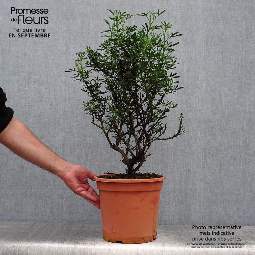 Esemplare di Alyogyne Delightfully - Ibisco australiano Vaso da 4L/5L come consegnato in autunno