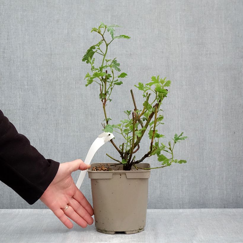 Esemplare di Alyogyne huegelii - Ibisco australiano Vaso da 3L/4L come consegnato in autunno