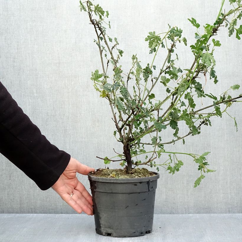 Esemplare di Alyogyne huegelii Santa Cruz - Ibisco australiano Vaso da 3L/4L come consegnato in autunno