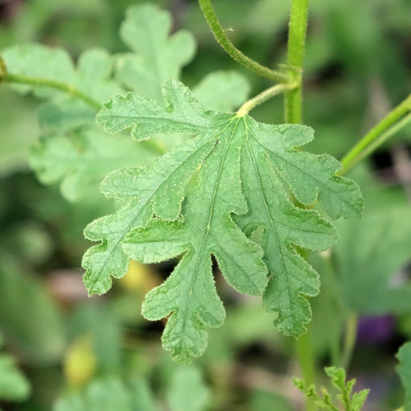 Alyogyne huegelii Santa Cruz - Ibisco australiano (Fogliame)