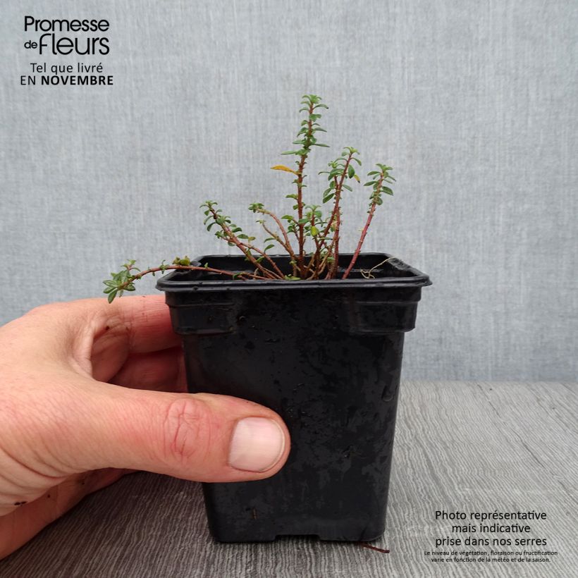 Esemplare di Alyssum argenteum - Alisso argenteo Vasetto da 7/8 cm come consegnato in autunno
