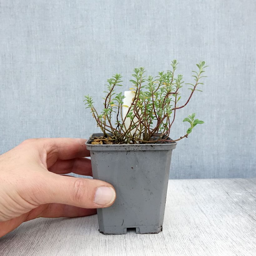 Esemplare di Alyssum montanum Berggold - Alisso montanino Vasetto da 8/9 cm come consegnato in autunno