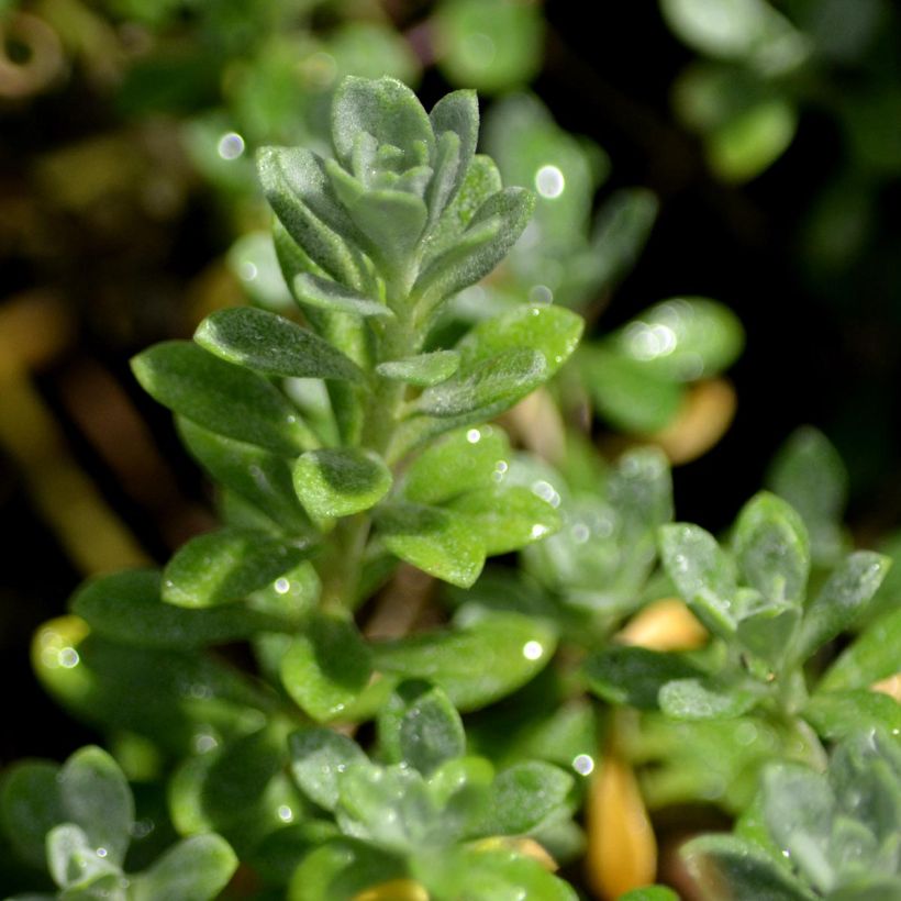 Alyssum montanum Berggold - Alisso montanino (Fogliame)
