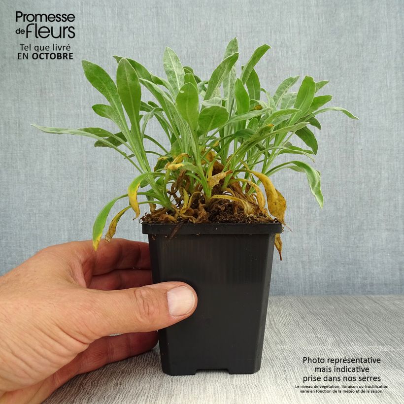 Esemplare di Alyssum saxatilis Goldkugel - Alisso giallo Vasetto da 8/9 cm come consegnato in autunno