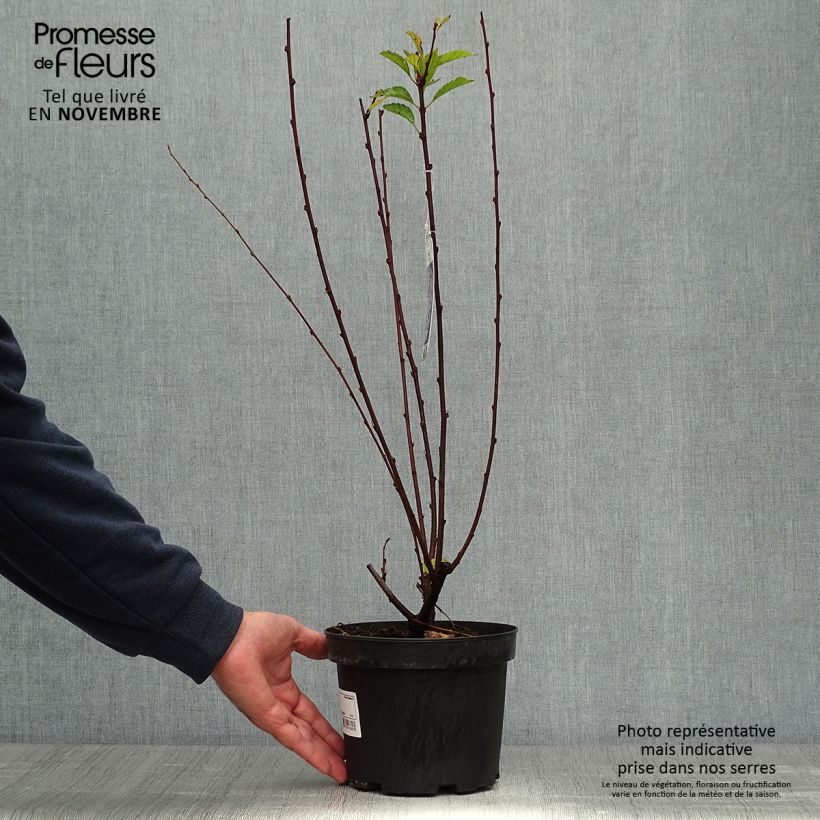Esemplare di Prunus triloba - Mandorlo da fiore Vaso da 2L/3L come consegnato in autunno