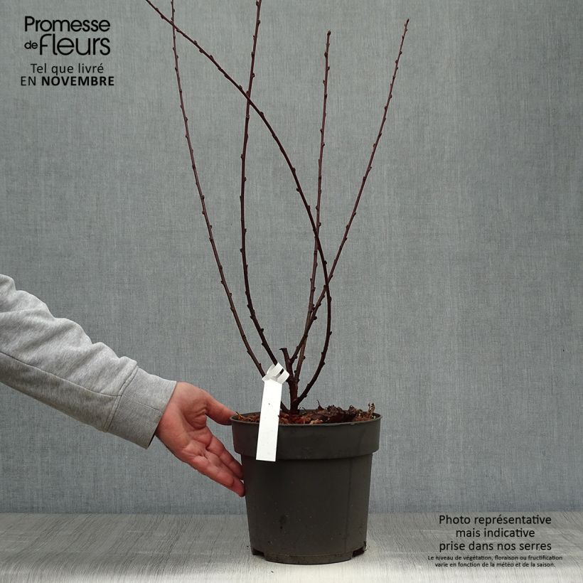Esemplare di Prunus triloba - Mandorlo da fiore Vaso da 4L/5L come consegnato in autunno