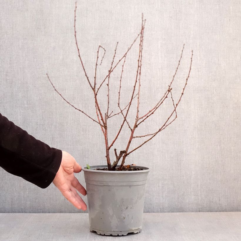 Prunus triloba Multiplex - Mandorlo da fiore Vaso da 4L/5L esemplare consegnato in primavera