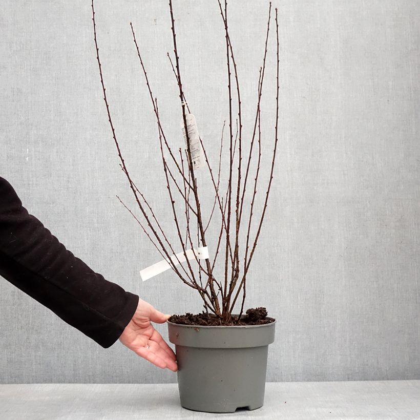 Prunus triloba Rosenmund - Mandorlo da fiore Vaso da 4L/5L esemplare consegnato in inverno