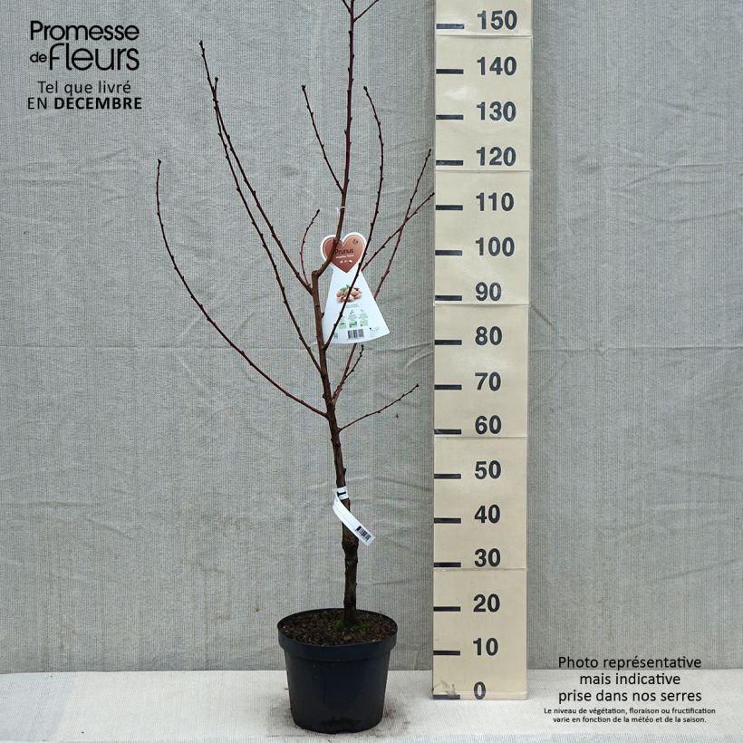 Mandorlo - Prunus dulcis Vaso da 4L/5L, A cespuglio esemplare consegnato in inverno