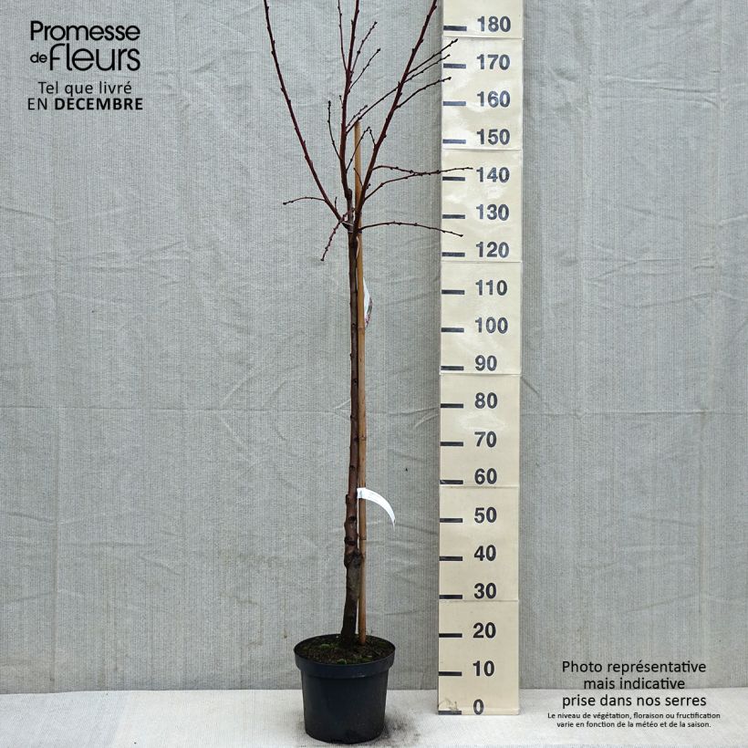 Mandorlo - Prunus dulcis Vaso da 7,5L/10L, Vaso impalcato medio esemplare consegnato in inverno