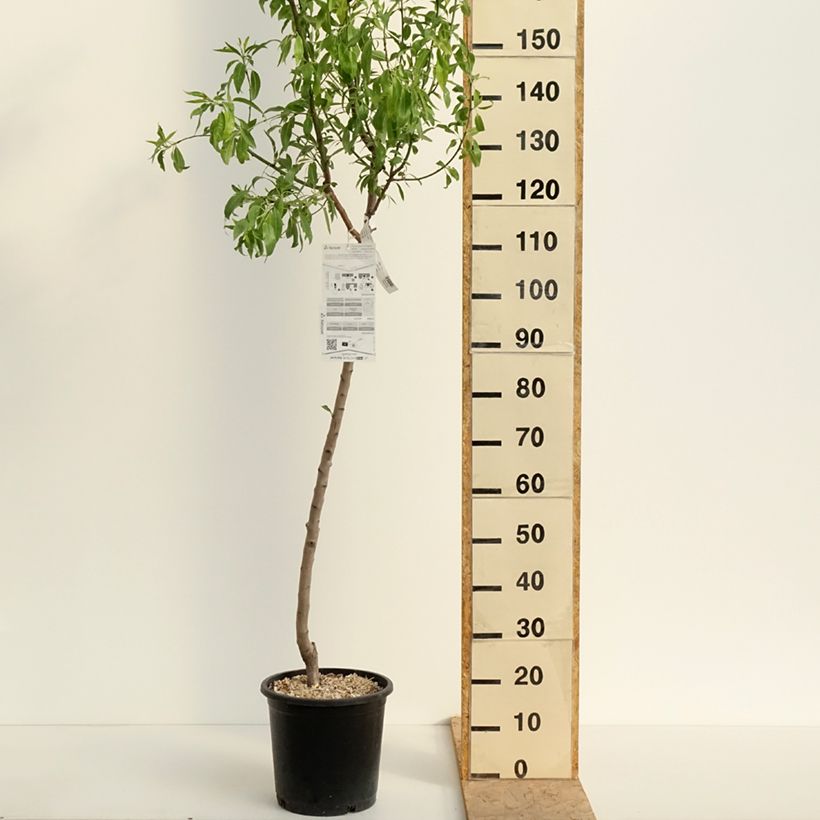 Mandorlo Ferragnes Vaso da 7,5L/10L, Vasetto esemplare consegnato in primavera