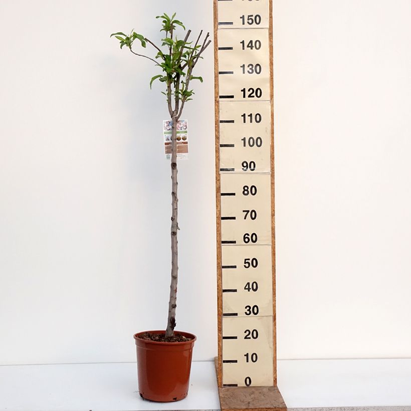 Mandorlo Lauranne Avijor Vaso da 7,5L/10L, Vaso impalcato medio esemplare consegnato in inverno