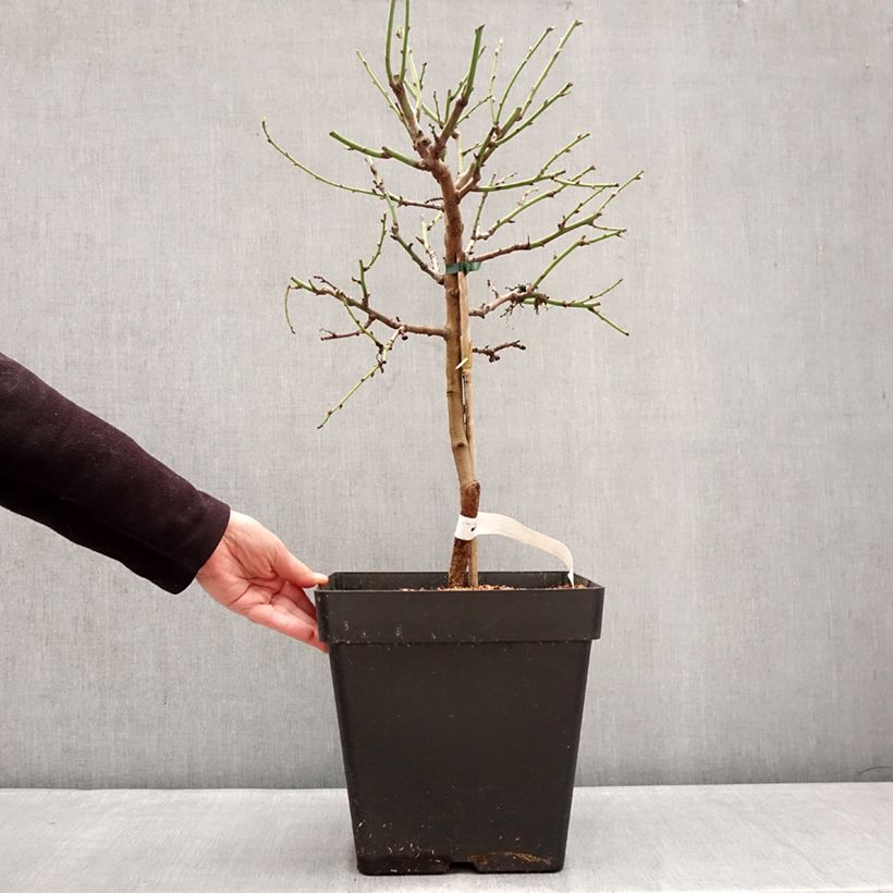 Mandorlo Fruit me Almond me Vaso da 12L/15L, Nano esemplare consegnato in inverno