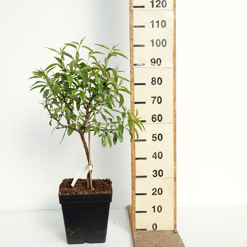 Mandorlo Fruit me Almond me Vaso da 12L/15L, Nano esemplare consegnato in primavera