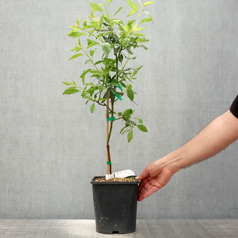 Mandorlo Fruit me Almond me Vaso da 4L/5L, Nano esemplare consegnato in primavera