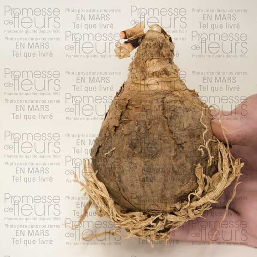 Esempio di esemplare Amarcrinum Howardii Bulbe calibre 20+ come consegnato