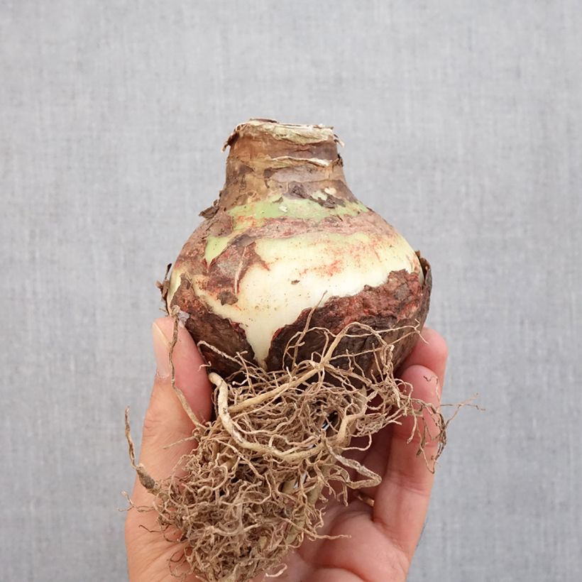 Esemplare di Amaryllis Double King - Hippeastrum Bulbo taglia 24/26 come consegnato in autunno