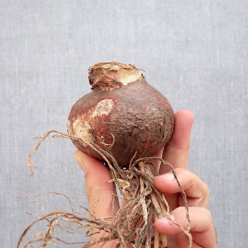 Esemplare di Amaryllis Marilyn - Hippeastrum Bulbo taglia 24/26 come consegnato in autunno