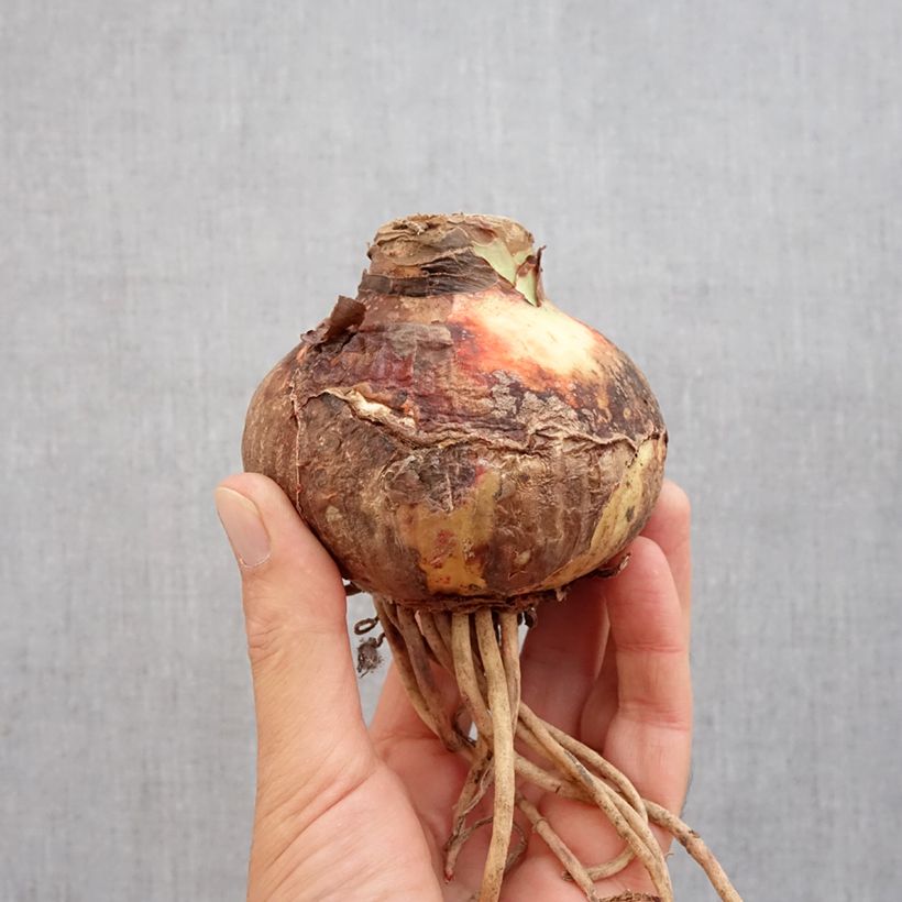 Esemplare di Amaryllis Pink Surprise - Hippeastrum Bulbo taglia 20+ come consegnato in autunno