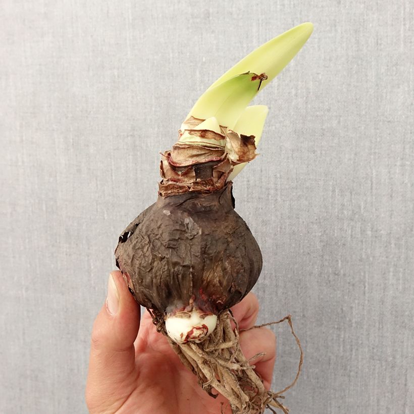 Amaryllis Rapido - Hippeastrum Bulbo taglia 30/32 esemplare consegnato in primavera