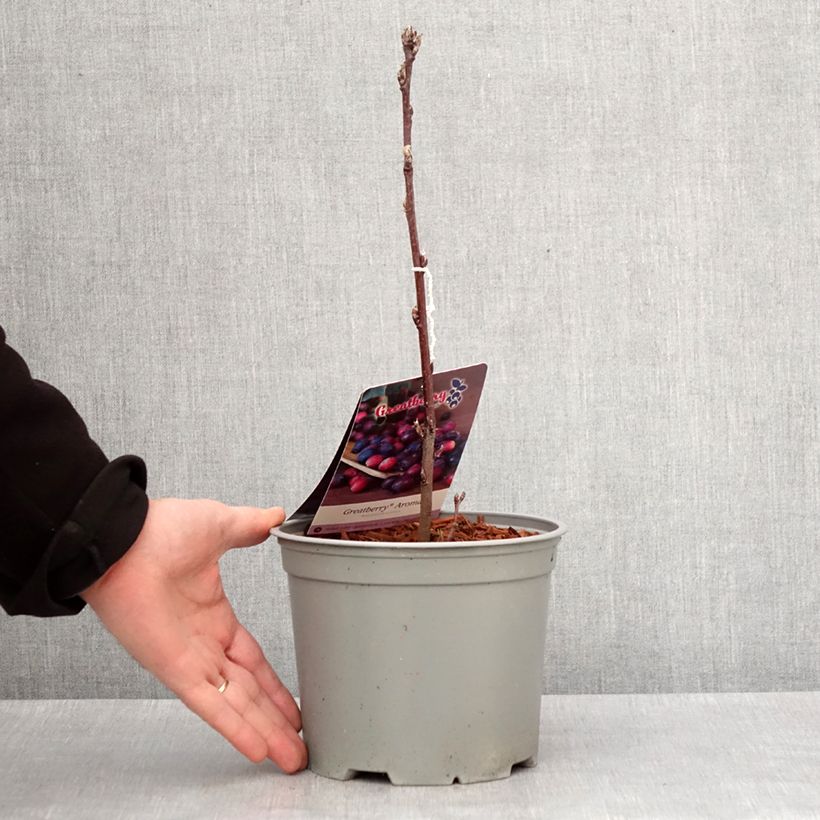 Amelanchier alnifolia GreatBerry Aroma Vaso da 3L/4L esemplare consegnato in inverno