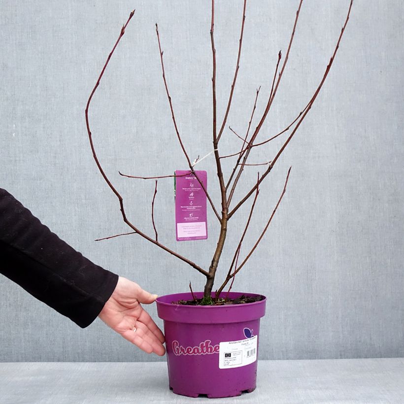 Amelanchier alnifolia GreatBerry Farm Vaso da 3L/4L esemplare consegnato in inverno