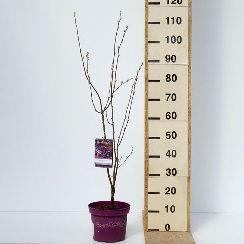 Amelanchier alnifolia GreatBerry Farm Vaso da 3L/4L esemplare consegnato in primavera