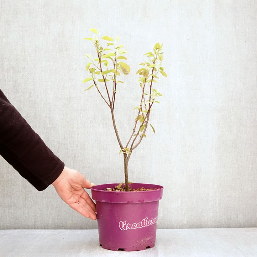 Amelanchier alnifolia GreatBerry Fruity Vaso da 4L/5L esemplare consegnato in primavera