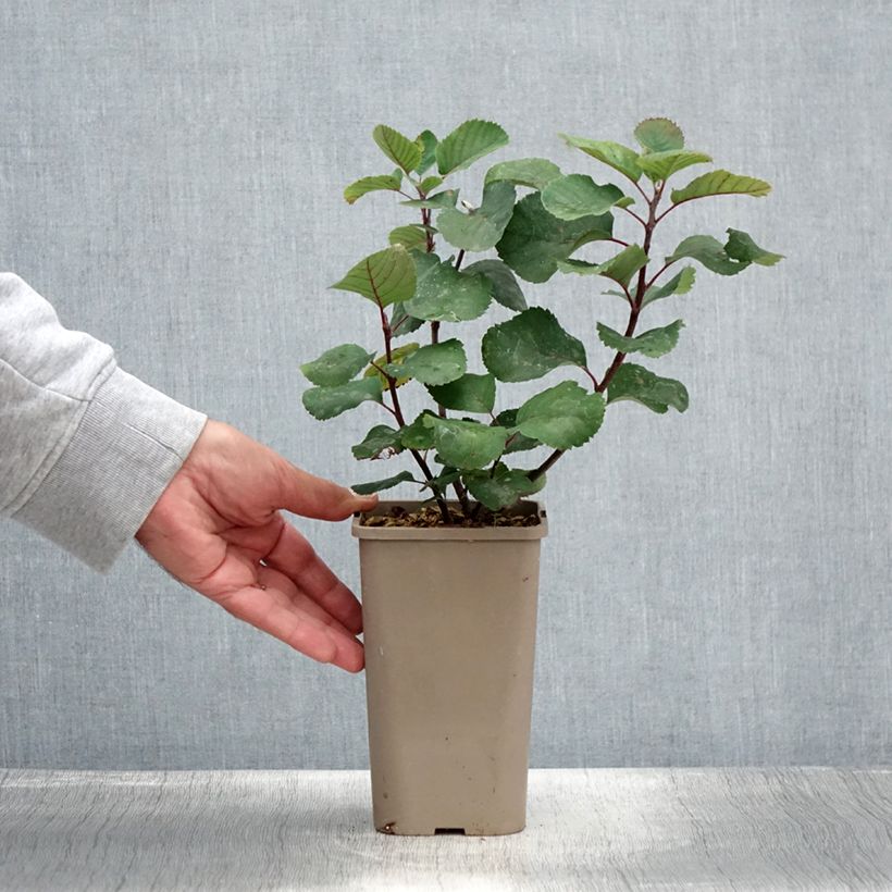 Esemplare di Amelanchier alnifolia Martin - Amelanchier Vaso da 1,5L/2L, Multifusto consegnato in estate