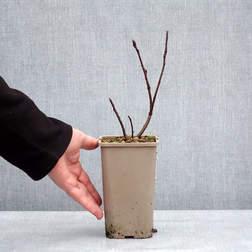 Amelanchier alnifolia Martin - Amelanchier Vaso da 1,5L/2L, Multifusto esemplare consegnato in inverno