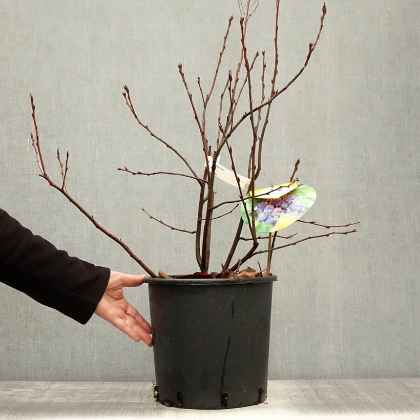 Esemplare di Amelanchier alnifolia Saskatoon Berry - Amelanchier Vaso da 12L/15L come consegnato in autunno