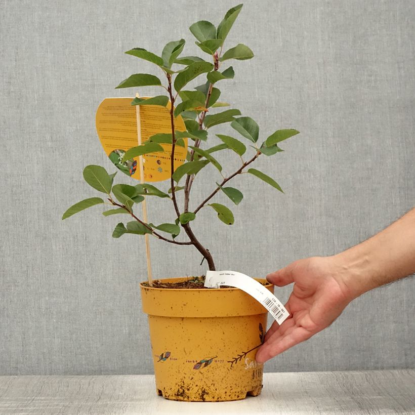 Esemplare di Amelanchier alnifolia Saskatoon Berry - Amelanchier Vaso da 4L/5L consegnato in estate