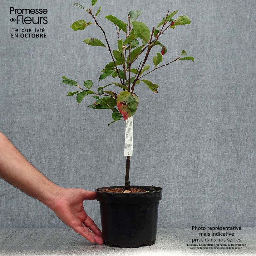 Esemplare di Amelanchier laevis Ballerina Vaso da 3L/4L come consegnato in autunno