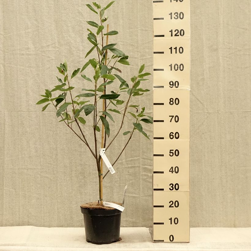 Esemplare di Amelanchier laevis Ballerina Vaso da 7,5L/10L come consegnato in autunno