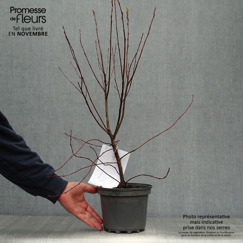 Esemplare di Amelanchier canadensis - Pero corvino Vaso da 2L/3L come consegnato in autunno